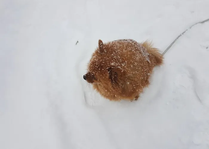 Gasthof Rio Aosta-servizi Di 4*